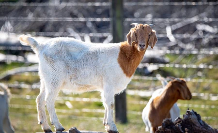 Hounslow Urban Farm